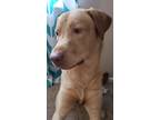Adopt Meelo a Tan/Yellow/Fawn Labrador Retriever dog in Virginia Beach