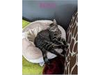 Adopt Rosie a Domestic Shorthair cat in Ferndale, MI (38862683)