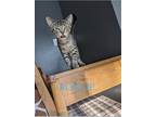 Adopt Ronnie a Domestic Shorthair cat in Ferndale, MI (38862682)