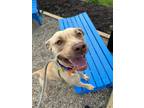 Adopt Kiwi IV 149 a Tan/Yellow/Fawn American Pit Bull Terrier / Mixed dog in