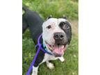 Adopt Martini III 41 a Black American Pit Bull Terrier / Mixed dog in Cleveland