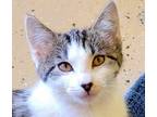 Adopt Sunshine a Brown Tabby Domestic Shorthair (short coat) cat in Carlinville