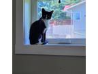 Adopt June a All Black Domestic Shorthair / Domestic Shorthair / Mixed cat in