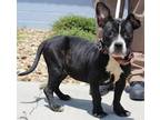 Adopt Tootsie a Black - with White American Pit Bull Terrier / Mixed Breed