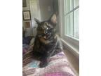 Adopt Skion Neon a Orange or Red Domestic Shorthair / Domestic Shorthair / Mixed