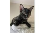 Adopt Mellow Yellow a Orange or Red Domestic Shorthair / Domestic Shorthair /