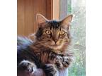 Adopt Skylar a Brown Tabby Domestic Longhair (long coat) cat in Lebanon