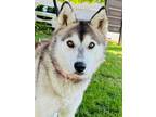 Adopt Ziva a Gray/Blue/Silver/Salt & Pepper Husky / Mixed dog in Yakima