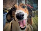 Adopt James a Mixed Breed (Medium) / Mixed dog in Acworth, GA (38932820)
