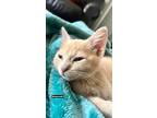 Adopt Rembrandt a Tan or Fawn Domestic Shorthair / Domestic Shorthair / Mixed