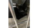 Adopt Guava a All Black Domestic Shorthair / Domestic Shorthair / Mixed cat in