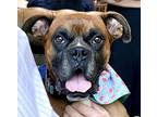 Adopt Merrick a Tan/Yellow/Fawn - with White Boxer / Mixed dog in Austin