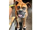 Adopt Dallas II a Tan/Yellow/Fawn Boxer / Mixed dog in Austin, TX (38921259)