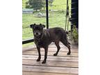 Adopt Cooper a Brindle - with White Mixed Breed (Small) / Bull Terrier / Mixed