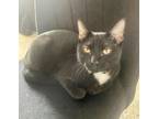 Adopt Emily a All Black Domestic Shorthair / Mixed cat in Whitestone
