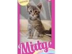 Adopt Midge a Gray or Blue Domestic Shorthair / Domestic Shorthair / Mixed cat