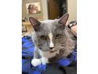 Adopt Felicia a Gray or Blue (Mostly) Domestic Shorthair (short coat) cat in