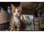 Adopt Mimi a White Domestic Shorthair / Domestic Shorthair / Mixed cat in