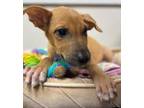Adopt Nigel a Tan/Yellow/Fawn Mixed Breed (Medium) / Mixed dog in Houston