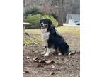 Adopt Flynn a Black - with White Australian Shepherd / Bernese Mountain Dog /