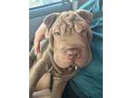 Adopt Cornelia a Brown/Chocolate Shar Pei / Mixed dog in Inglewood