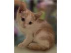 Adopt JWNY a White (Mostly) Domestic Shorthair (short coat) cat in Delray Beach