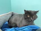 Adopt Harvey a Gray or Blue Domestic Shorthair / Domestic Shorthair / Mixed cat