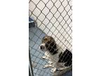Adopt SILO a White Mixed Breed (Medium) / Mixed dog in Fernandina Beach