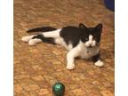 Adopt Bucky a Black & White or Tuxedo Domestic Shorthair (short coat) cat in