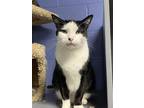 Adopt Hector a All Black Domestic Shorthair / Domestic Shorthair / Mixed cat in