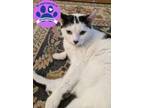 Adopt Posey a White Domestic Shorthair / Domestic Shorthair / Mixed cat in