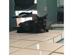 Adopt Aggie a Tortoiseshell Domestic Shorthair (short coat) cat in Houston