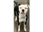 Adopt Max a Black American Pit Bull Terrier / Mixed dog in Owensboro