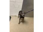 Adopt Terrance a Gray/Blue/Silver/Salt & Pepper American Pit Bull Terrier /