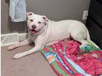 Adopt Cocoa a White - with Brown or Chocolate American Pit Bull Terrier /