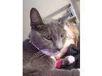 Adopt Princess Whitefoot a Gray or Blue American Shorthair / Mixed (short coat)