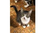 Adopt Seth a Brown Tabby Domestic Shorthair (short coat) cat in Houston