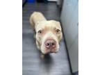 Adopt Oso a Tan/Yellow/Fawn Pit Bull Terrier / Staffordshire Bull Terrier /