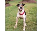 Adopt Mellie a Brown/Chocolate Hound (Unknown Type) / Mixed dog in Durham