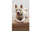 Adopt Dash a White - with Tan, Yellow or Fawn Shiba Inu / Mixed dog in New York
