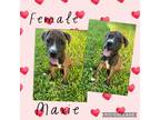 Adopt Maxie meet 9/8 a Brindle - with White Terrier (Unknown Type