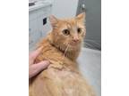 Adopt Garfield a Domestic Longhair (long coat) cat in Acworth, GA (38734803)