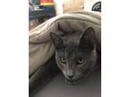 Adopt Corazon a Gray or Blue Domestic Shorthair / Mixed (short coat) cat in