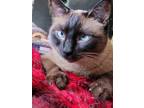 Adopt Sky a Black (Mostly) Siamese / Mixed (short coat) cat in Saint Cloud