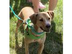 Adopt Phoenix a Tan/Yellow/Fawn Whippet / American Staffordshire Terrier / Mixed