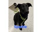 Adopt Sparkle a Black - with White Labrador Retriever / Mixed dog in Forney