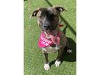 Adopt Juniper a Brindle Hound (Unknown Type) / Mixed dog in Steamboat Springs
