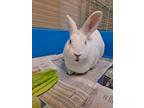 Adopt Twinkle Twirl a White Other/Unknown / Other/Unknown / Mixed rabbit in