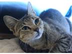 Adopt Plywood a Brown or Chocolate Domestic Shorthair / Domestic Shorthair /