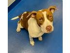 Adopt Cider a White American Pit Bull Terrier / Mixed dog in Lancaster